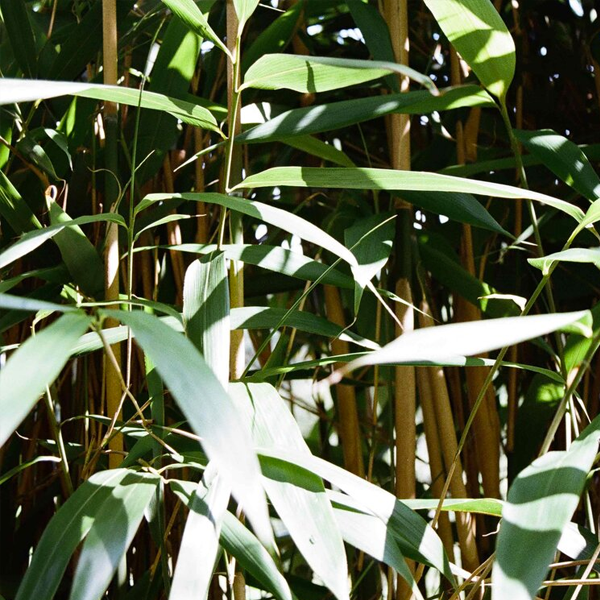 Close-up of green bamboo leaves with sunlight filtering through