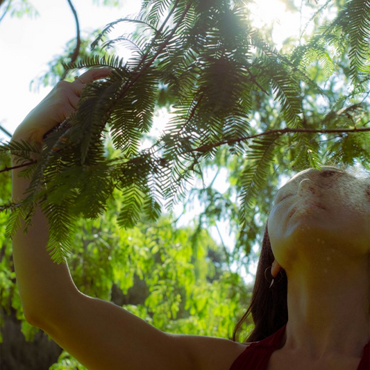 Person holding a branch of a tree with sunlight filtering through the leaves